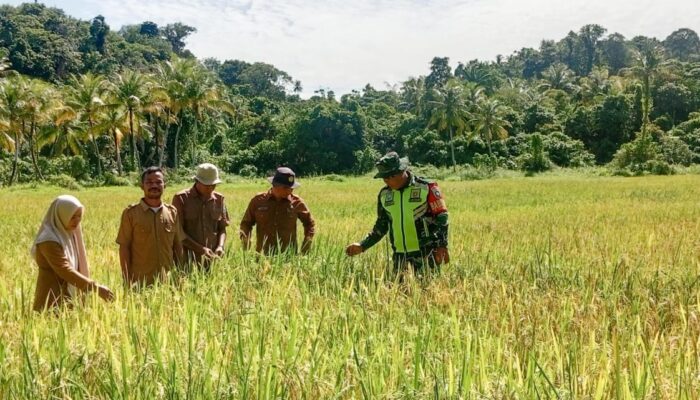 Babinsa Kodim 0109 Singkil Sukses Budidaya Padi Penuhi Cadangan Pangan Di Kepulauan