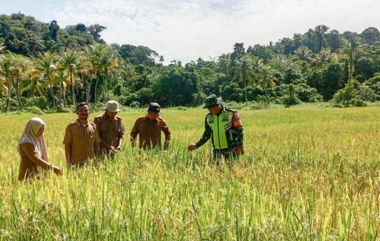 Babinsa Kodim 0109 Singkil Sukses Budidaya Padi Penuhi Cadangan Pangan Di Kepulauan