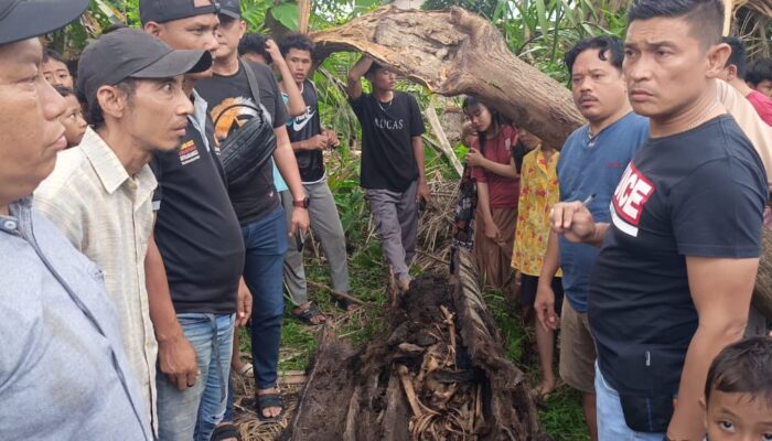 Heboh, Warga Sergai Temukan Kerangka Manusia Dalam Pohon Aren