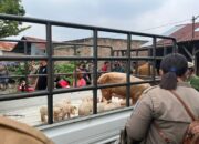 ‎Resahkan Warga, Satpol PP Deliserdang Eksekusi Peternakan Babi di Batangkuis‎