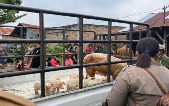 ‎Resahkan Warga, Satpol PP Deliserdang Eksekusi Peternakan Babi di Batangkuis‎