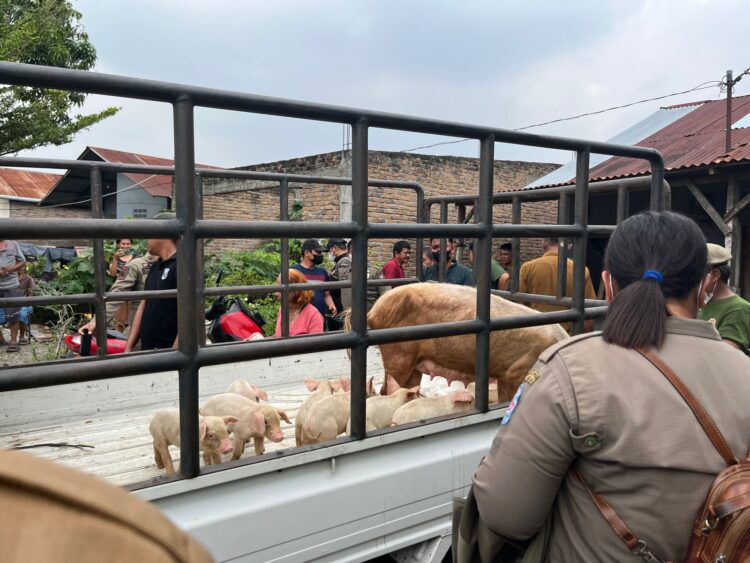 ‎Resahkan Warga, Satpol PP Deliserdang Eksekusi Peternakan Babi di Batangkuis‎