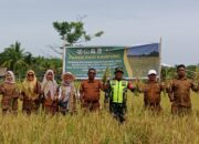 Dulu Nenteng Senjata Kini Memikul Cangkul, Babinsa Kodim 0109 Singkil Sukses Panen 16 Ton Gabah