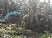 Satgas PKH Bersama BBTNGL Lanjutkan Eksekusi Tanaman Sawit Ilegal Di Langkat