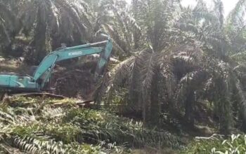 Satgas PKH Bersama BBTNGL Lanjutkan Eksekusi Tanaman Sawit Ilegal Di Langkat