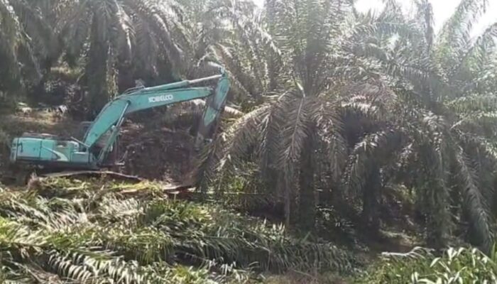 Satgas PKH Bersama BBTNGL Lanjutkan Eksekusi Tanaman Sawit Ilegal Di Langkat
