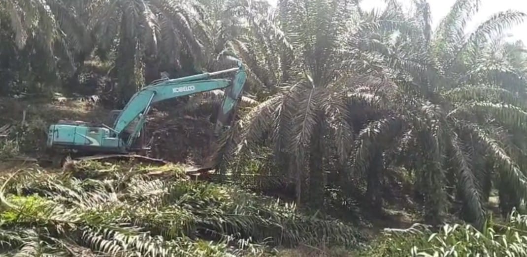Satgas PKH Bersama BBTNGL Lanjutkan Eksekusi Tanaman Sawit Ilegal Di Langkat