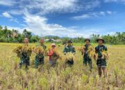 Prajurit TNI Dan Warga Mane Panen Padi Bersama, Perkuat Ketahanan Pangan