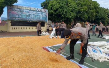 Jemur Jagung, Kapolres Mandailing Natal Dukung Asta Cita Polri.