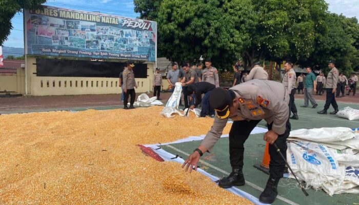 Jemur Jagung, Kapolres Mandailing Natal Dukung Asta Cita Polri.