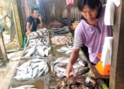 Harga Ikan Mahal Di Aceh Tamiang