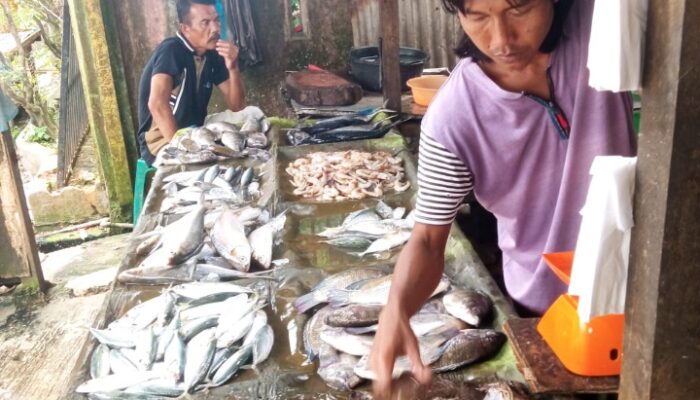 Harga Ikan Mahal Di Aceh Tamiang