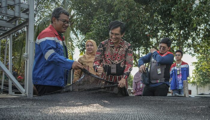 Pelestarian Ikan Belida, Upaya Kilang Pertamina Selamatkan Identitas Sungai Musi