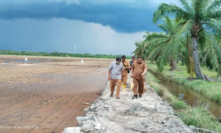 Tahun Depan, Sergai Targetkan 258,45 Hektare Sawah Baru