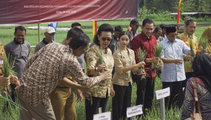 Senator Peduli Ketahanan Pangan, DPD Canangkan Penanaman Jagung Serentak Di 4 Propinsi