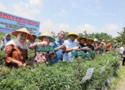 Asri Ludin Tambunan Panen Raya Cabai Merah Bersama Petani Wonogiri