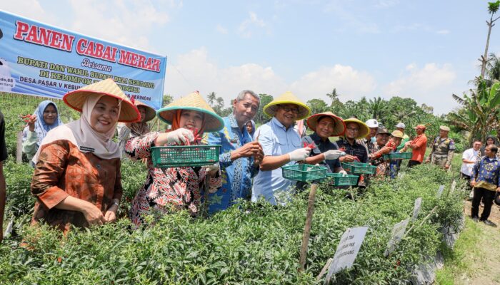 Asri Ludin Tambunan Panen Raya Cabai Merah Bersama Petani Wonogiri