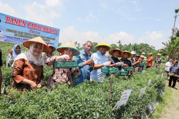 Asri Ludin Tambunan Panen Raya Cabai Merah Bersama Petani Wonogiri