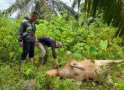 Harimau Sumatera Mangsa Sapi Di Aceh Timur