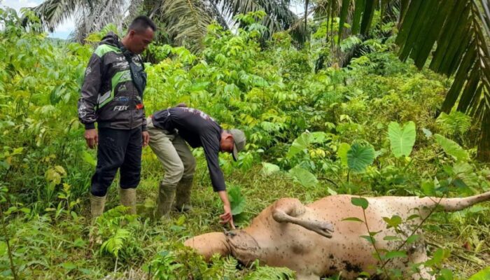 Harimau Sumatera Mangsa Sapi Di Aceh Timur