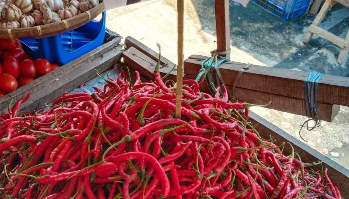 Harga Cabai Di Karo Tembus Rp100 Ribu, Lebih Mahal Dari Medan