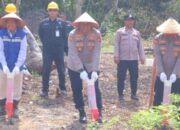 Polres Madina Dukung Ketahanan Pangan dengan Menanam Jagung Di Lahan 3 Hektare