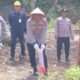Polres Madina Dukung Ketahanan Pangan dengan Menanam Jagung Di Lahan 3 Hektare