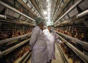 Asri Ludin Tambunan Kunjungi Peternakan Ayam Petelur Berteknologi Modern Pertama Di Sumut