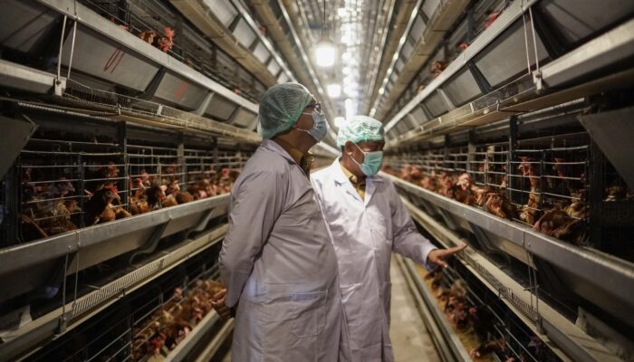Asri Ludin Tambunan Kunjungi Peternakan Ayam Petelur Berteknologi Modern Pertama Di Sumut