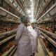 Asri Ludin Tambunan Kunjungi Peternakan Ayam Petelur Berteknologi Modern Pertama Di Sumut