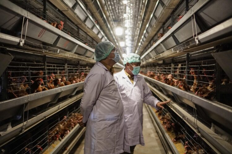 Asri Ludin Tambunan Kunjungi Peternakan Ayam Petelur Berteknologi Modern Pertama Di Sumut