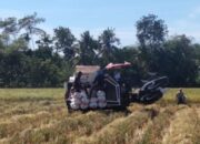 15.093 Ha Tanaman Padi Musim Gadu Di Pidie Telah Panen