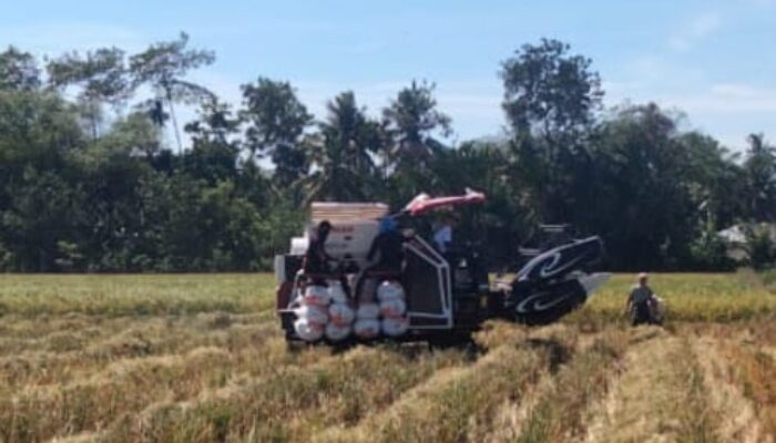 15.093 Ha Tanaman Padi Musim Gadu Di Pidie Telah Panen
