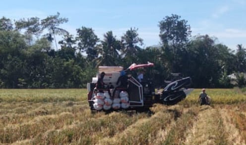 15.093 Ha Tanaman Padi Musim Gadu Di Pidie Telah Panen
