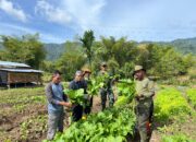 Yonif TP – 857/ GG Panen Sawi Segar, Komandan Turun Langsung Ke Lahan