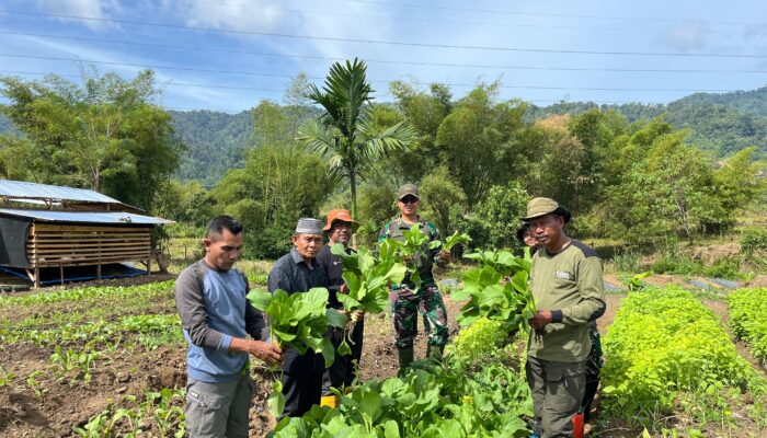 Yonif TP – 857/ GG Panen Sawi Segar, Komandan Turun Langsung Ke Lahan