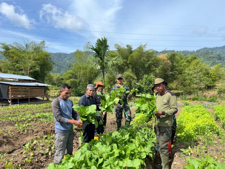 Yonif TP – 857/ GG Panen Sawi Segar, Komandan Turun Langsung Ke Lahan