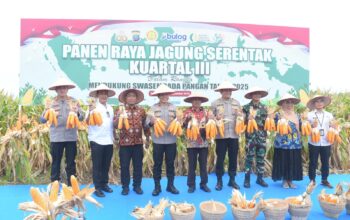 Wakapoldasu: Panen Jagung Sumut Kuartal III 22 Ribu Ton