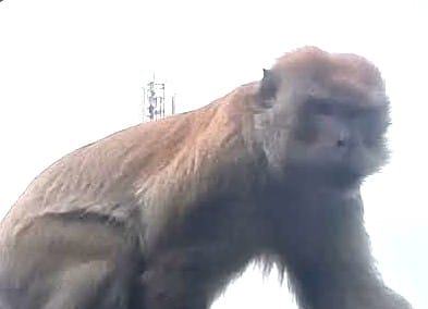 Ironis, BKSDA Baru Turun Setelah Jumlah Korban Serangan Monyet Terus Bertambah