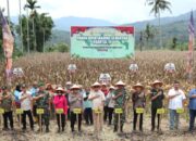 Polres Agara Panen Raya Jagung Serentak Dihadiri Bupati Salim Fakhry