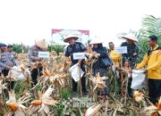 Panen Raya Jagung Serentak, Kapolri Dorong Swasembada Pangan