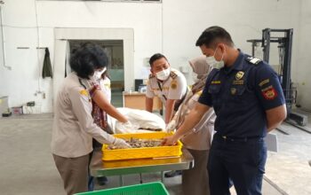 Upaya menjaga keamanan dan mutu pangan sesuai amanah Undang-Undang Nomor 21 Tahun 2019 tentang Karantina Hewan, Ikan, dan Tumbuhan, Badan Karantina Indonesia (Barantin) Karantina Sumatera Utara melalui Satuan Pelayanan Belawan menolak pemasukan 15 ton teripang kering asal Malaysia.