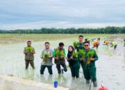 Tanam Serentak Di Langkat Tandai Penutupan MT III 2025