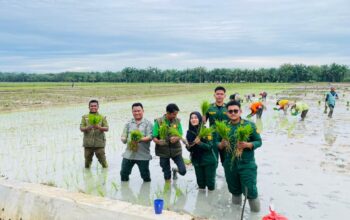 Brigade Pangan Agro Lestari sukses menggelar acara Tanam Serentak Penutup MT III Tahun 2025 di Desa Selayang, Kecamatan Selesai, Kabupaten Langkat, Senin (29/9/2025). Kegiatan ini menjadi penanda berakhirnya musim tanam ketiga sekaligus wujud nyata kolaborasi antara berbagai pihak dalam mendukung ketahanan pangan dan pemberdayaan masyarakat tani.
