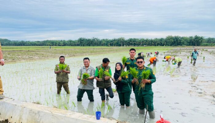 Tanam Serentak Di Langkat Tandai Penutupan MT III 2025