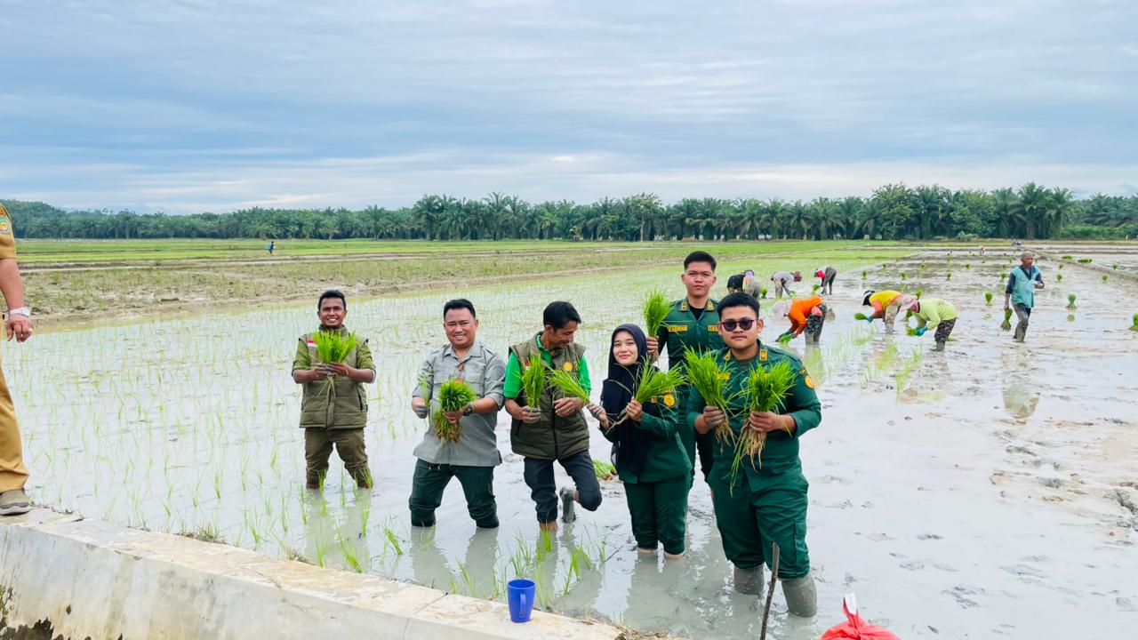 Tanam Serentak Di Langkat Tandai Penutupan MT III 2025