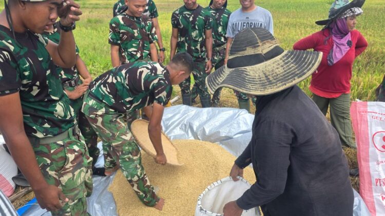 Letda CZi Tatra Siregar Dampingi Petani Geumpang Panen Padi