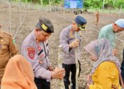 BUMDes Mandiri Gampong Batee Shoek Sabang Tanam Padi Gogo Dan Jagung