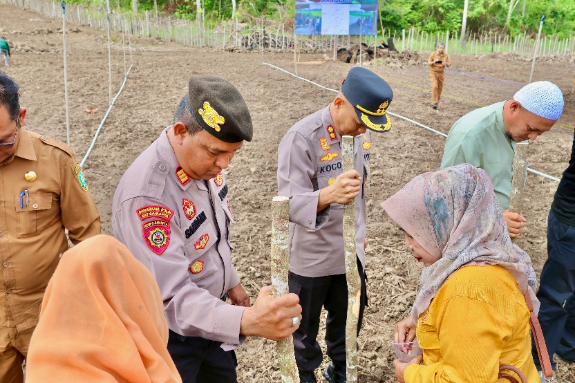 BUMDes Mandiri Gampong Batee Shoek Sabang Tanam Padi Gogo Dan Jagung