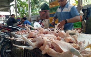 Berdasarkan data panel harga Pusat Informasi Harga Pangan Strategis (PIHPS), rata-rata harga daging ayam naik dari Rp37.200 per kilogram menjadi Rp38.000 per kilogram pada perdagangan, Senin (15/9).